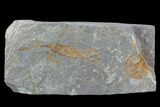 Ordovician Crinoid Fossil - Kaid Rami, Morocco #102828-1